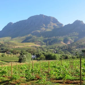 Cape Town Top Wine Farms for Stills Shoots Locations